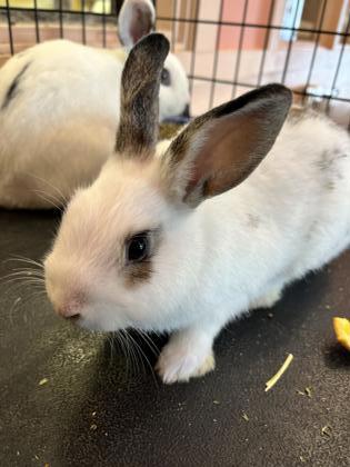 Enlarge GERALD, a Adoptable American in Fernandina Beach, FL image 1/1