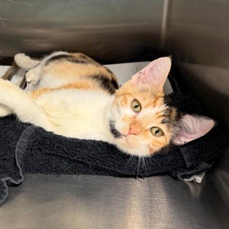 Kate, Adoptable, Kitten Female Domestic Short Hair.