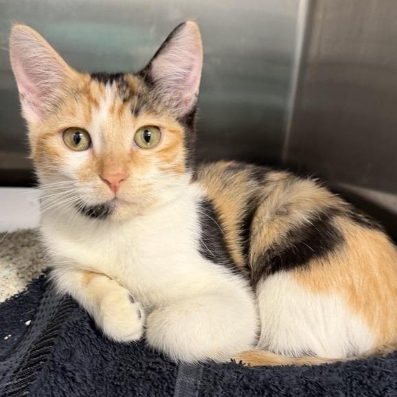Kate, a Adoptable Domestic Short Hair in Los Angeles, CA image 2/2