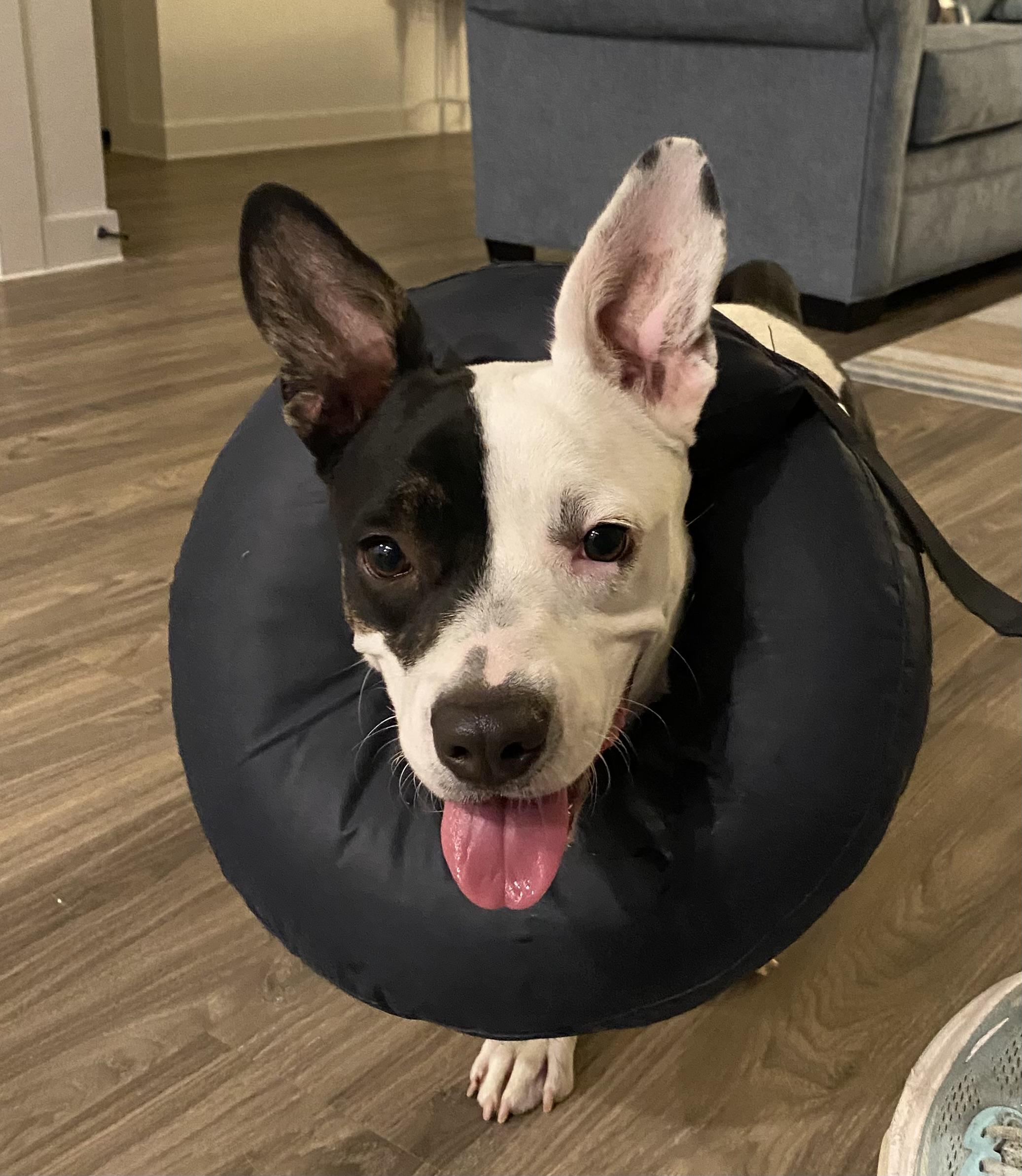 Enlarge Gertie, a Adoptable mixed breed in Coppell, TX image 3/4