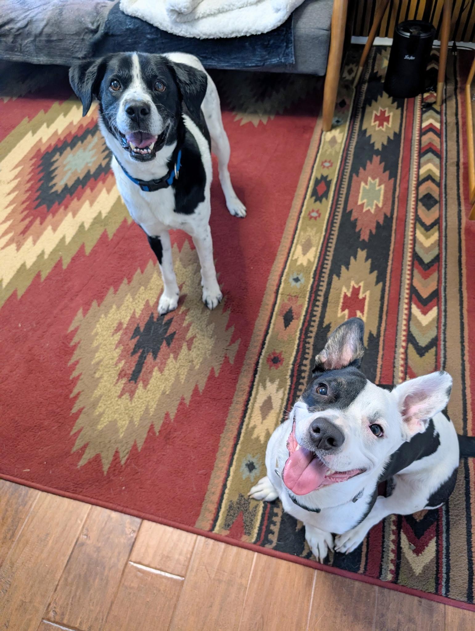 Enlarge Gertie, a Adoptable mixed breed in Coppell, TX image 4/6