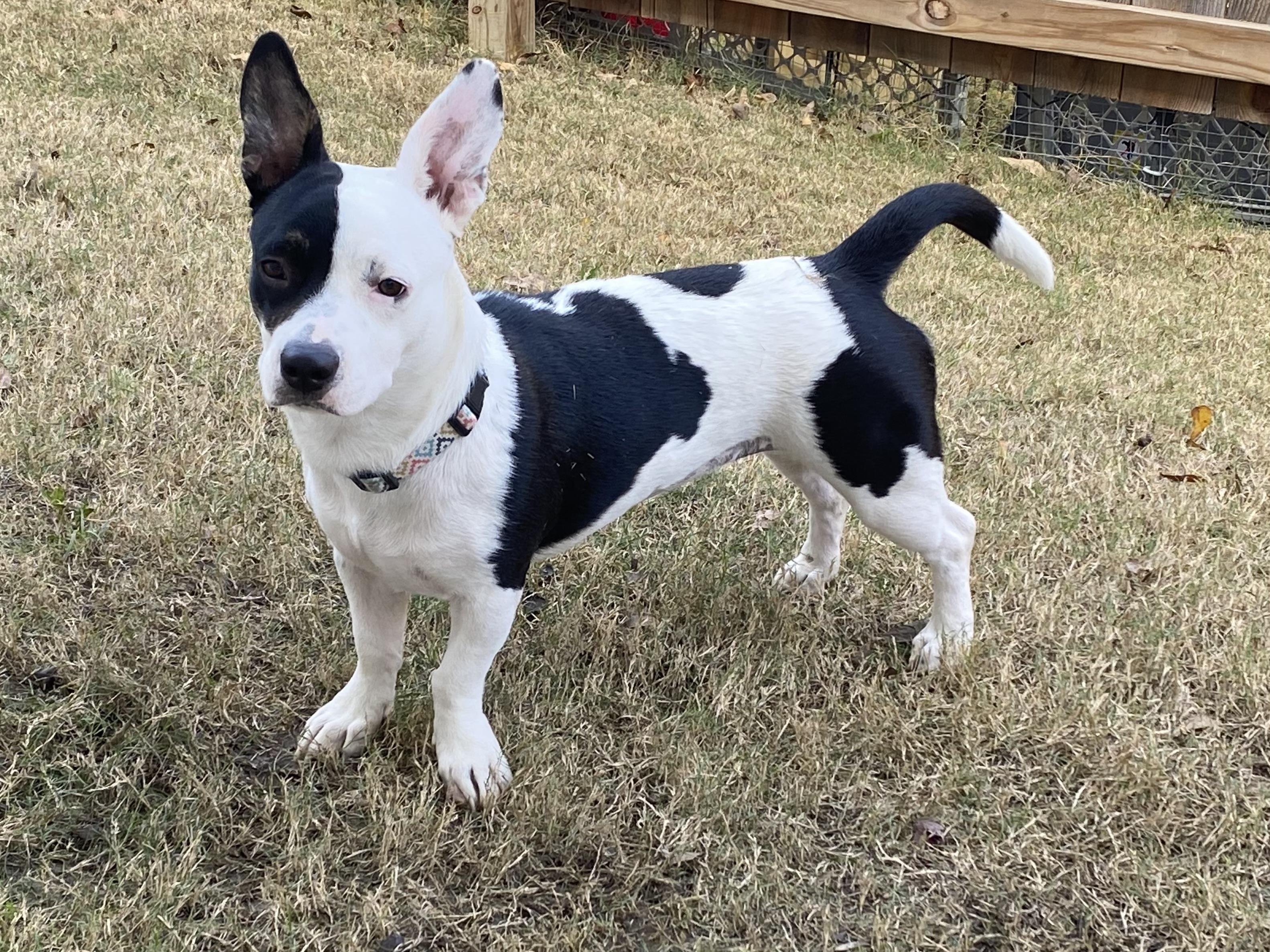 Enlarge Gertie, a Adoptable mixed breed in Coppell, TX image 1/4