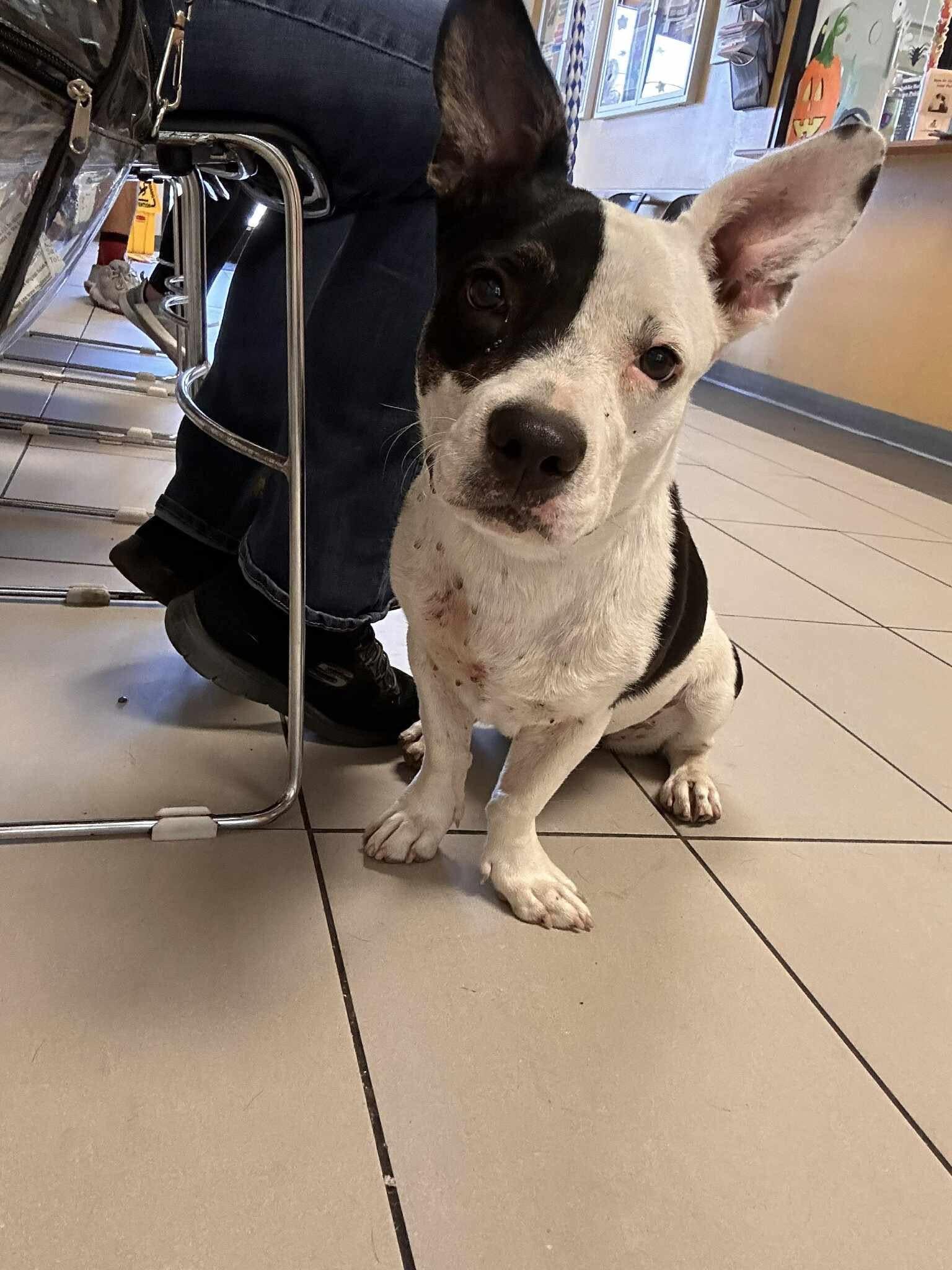 Enlarge Gertie, a Adoptable mixed breed in Coppell, TX image 4/4