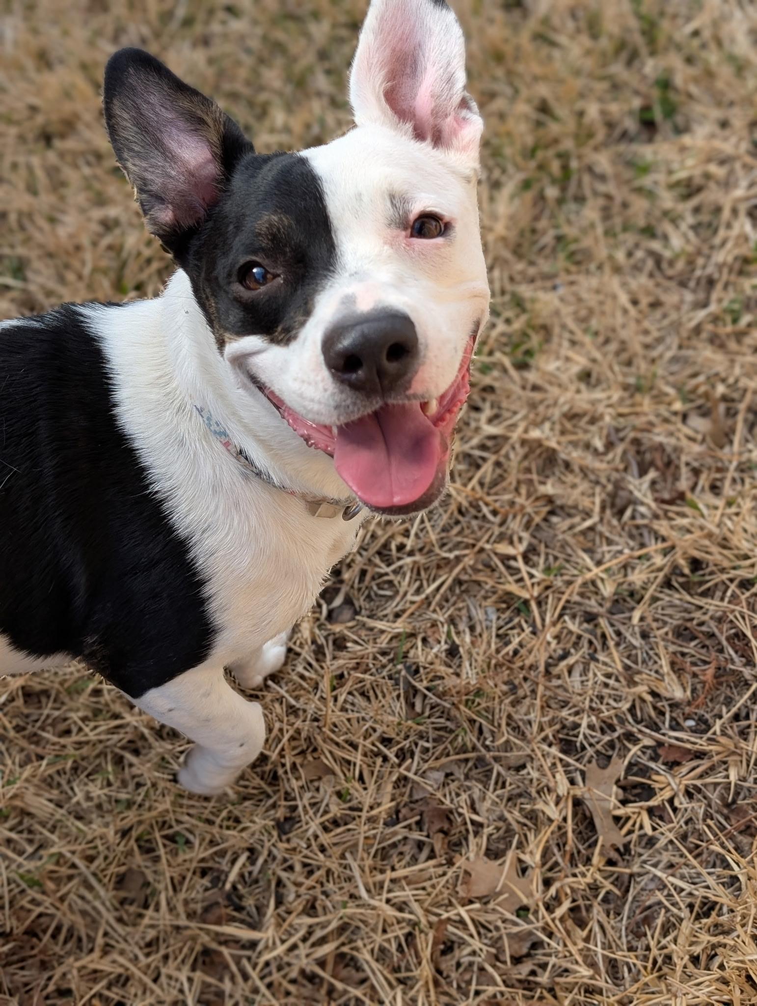 Enlarge Gertie, a Adoptable mixed breed in Coppell, TX image 2/6