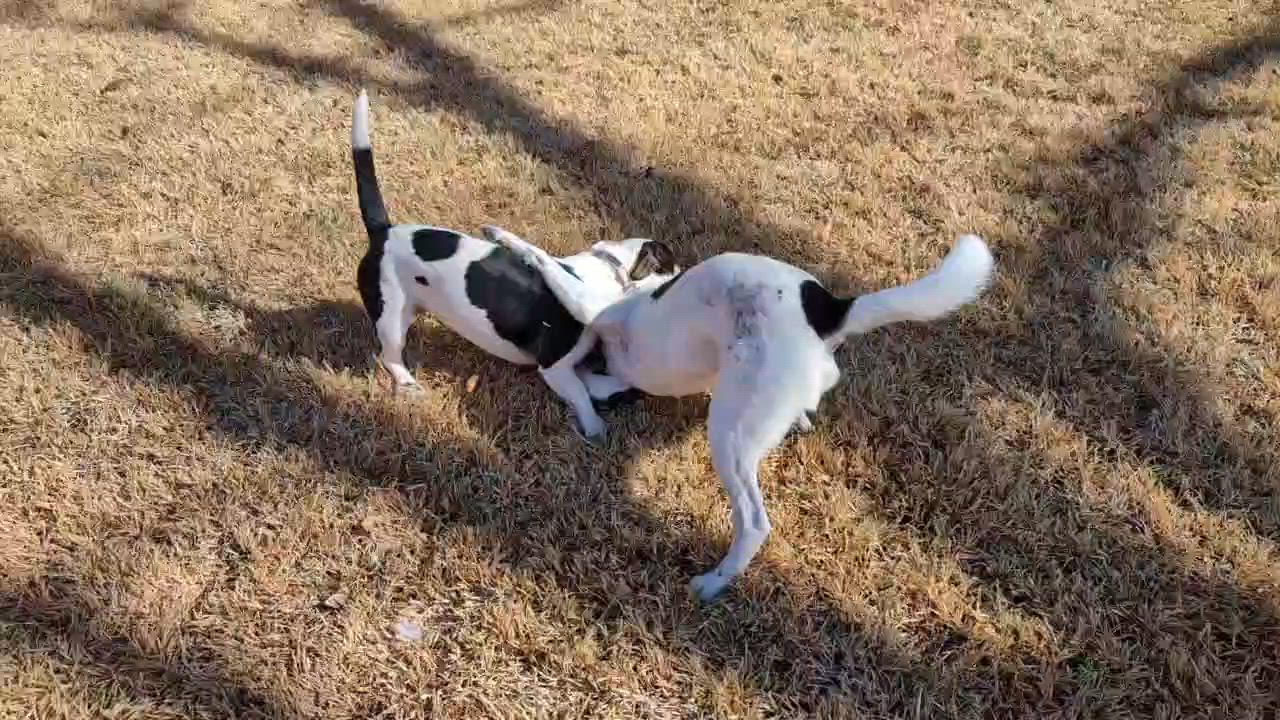 Enlarge Gertie, a Adoptable mixed breed in Coppell, TX video 6/6