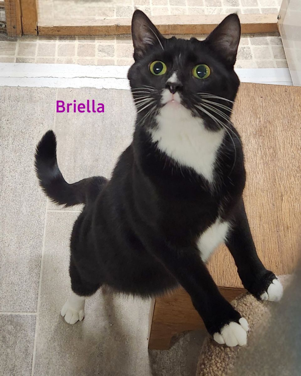Enlarge Briella, a Adoptable Domestic Short Hair in Whitewater, WI image 2/4