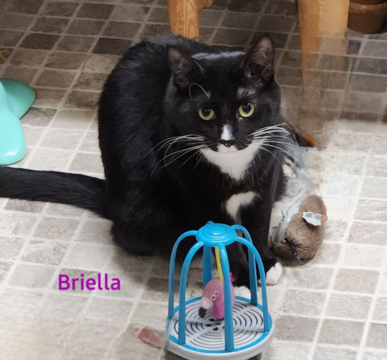 Enlarge Briella, a Adoptable Domestic Short Hair in Whitewater, WI image 3/4