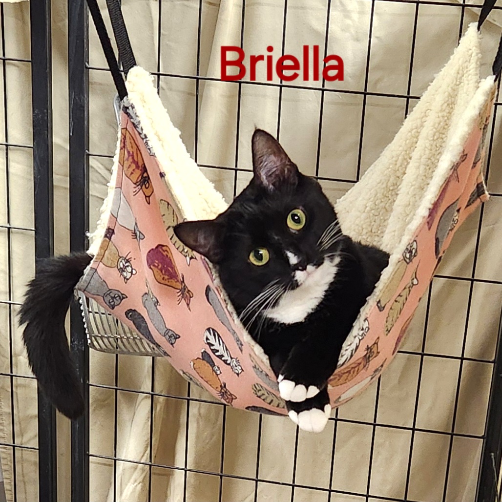 Enlarge Briella, a Adoptable Domestic Short Hair in Whitewater, WI image 1/4