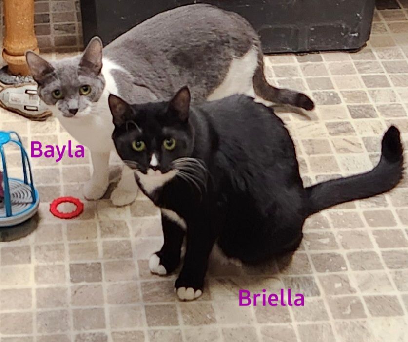 Enlarge Briella, a Adoptable Domestic Short Hair in Whitewater, WI image 4/4