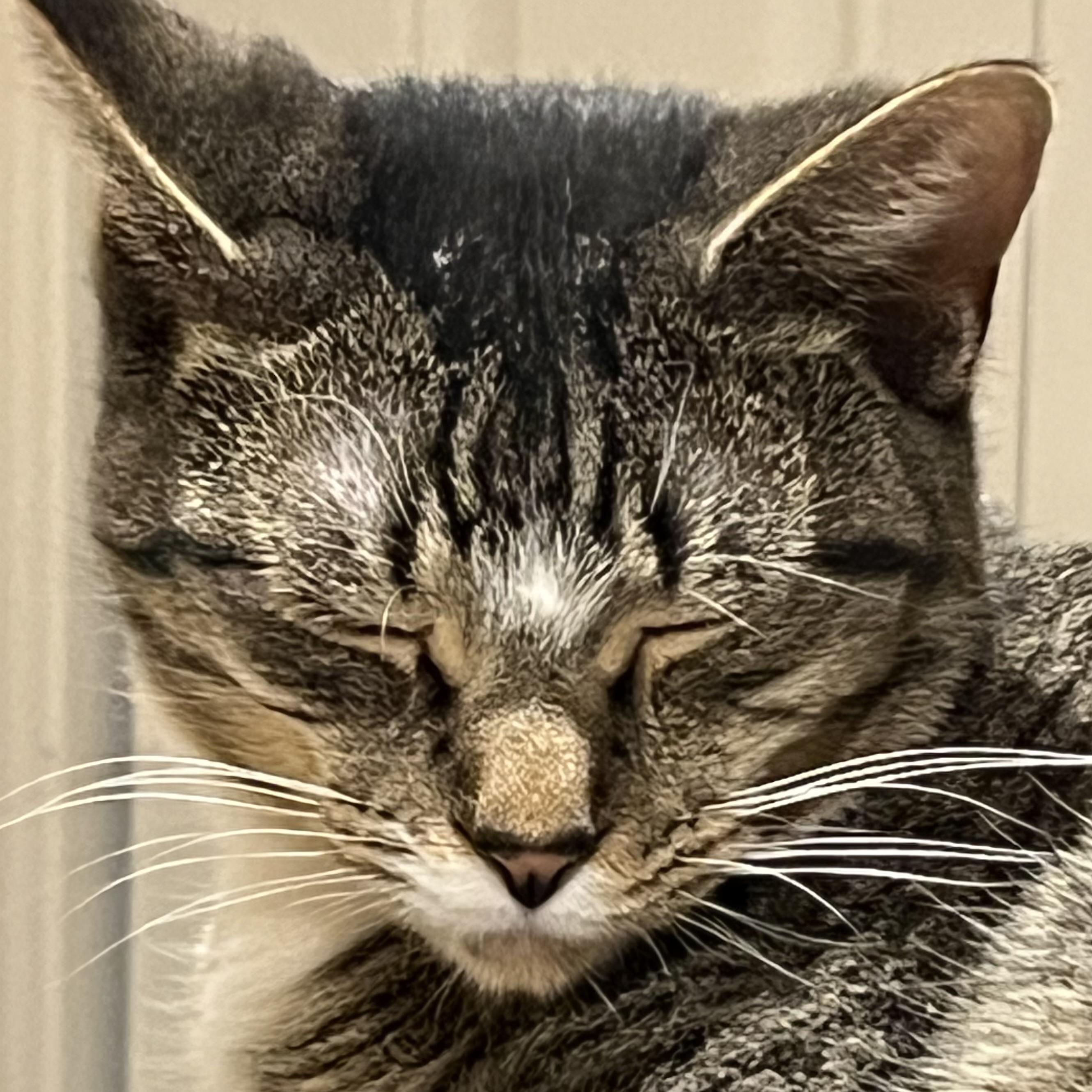 Enlarge Black, a Adoptable Domestic Short Hair in Lake Geneva, WI image 2/6