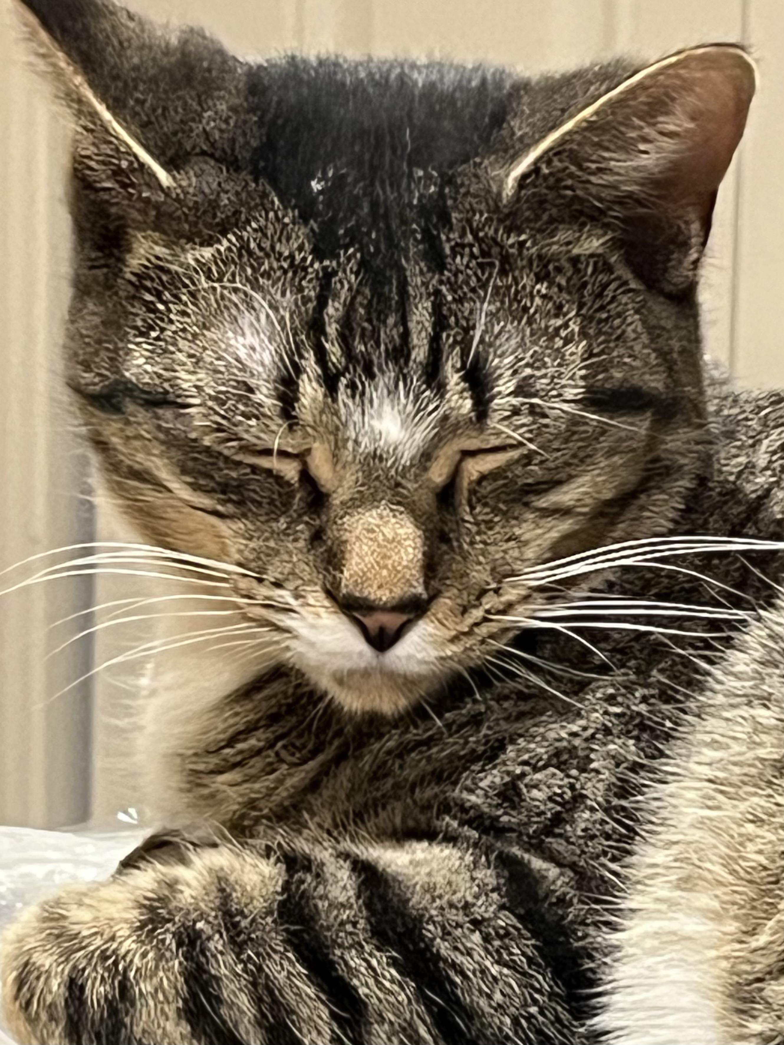 Black, a Adoptable Domestic Short Hair in Lake Geneva, WI image 2/6