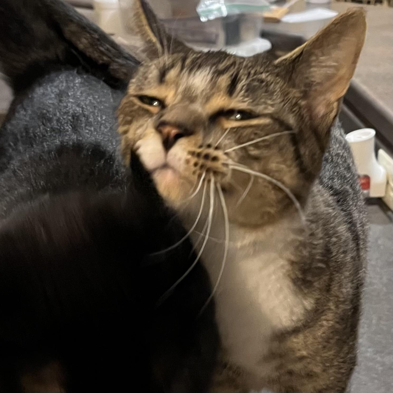 Black, a Adoptable Domestic Short Hair in Lake Geneva, WI image 4/6