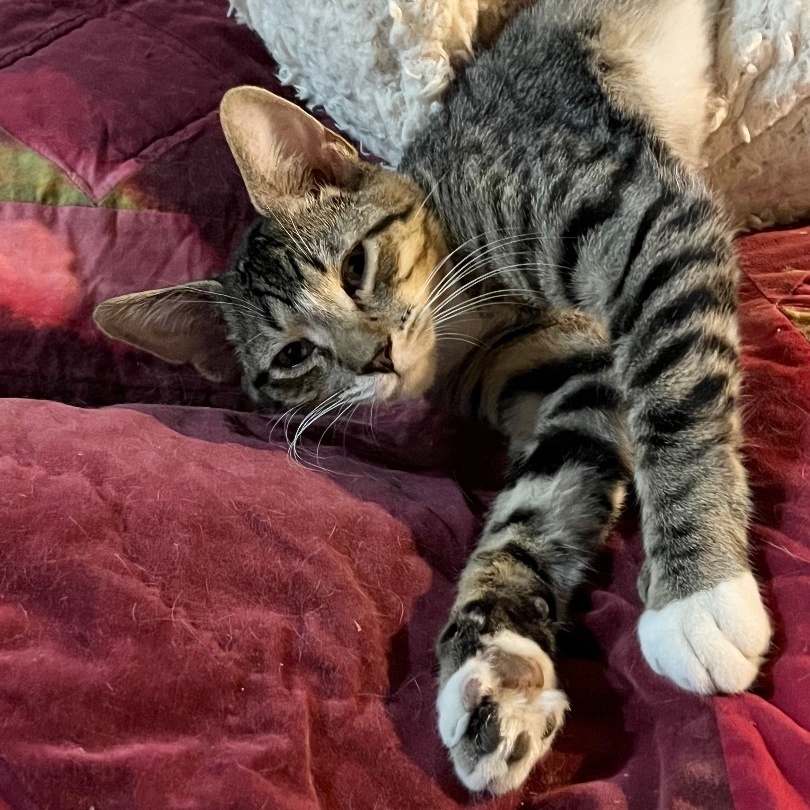 Enlarge Black, a Adoptable Domestic Short Hair in Lake Geneva, WI image 6/6