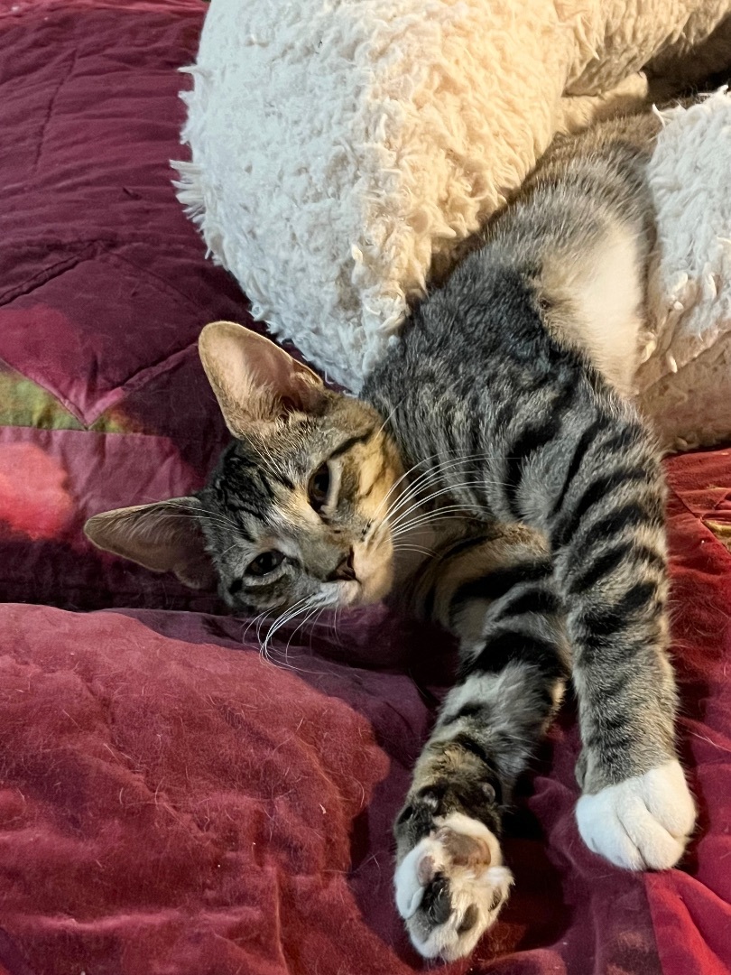 Black, a Adoptable Domestic Short Hair in Lake Geneva, WI image 6/6