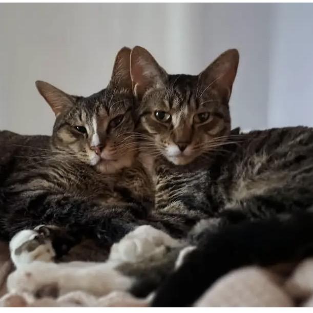 Enlarge Black, a Adoptable Domestic Short Hair in Lake Geneva, WI image 6/6