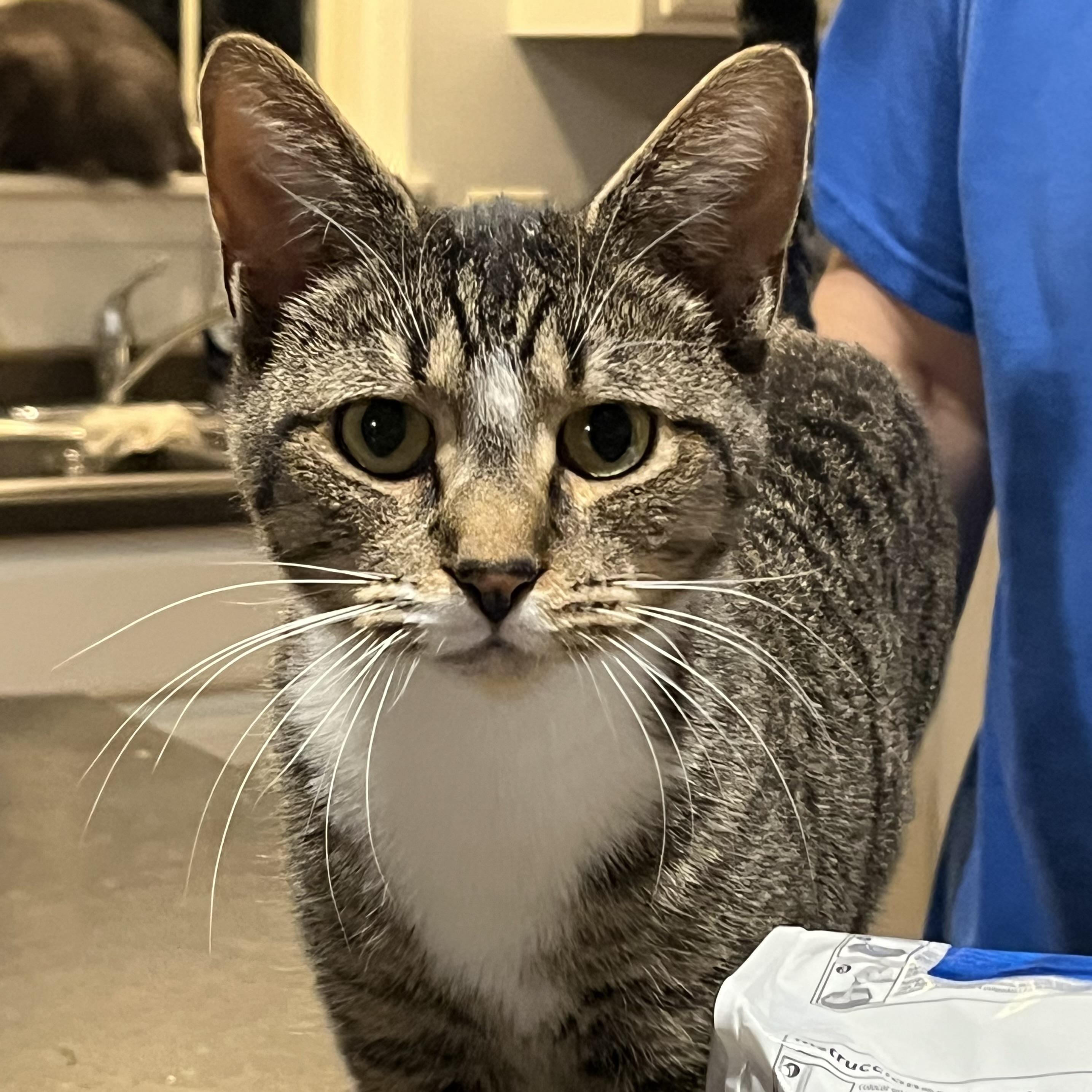 Black, a Adoptable Domestic Short Hair in Lake Geneva, WI image 3/6