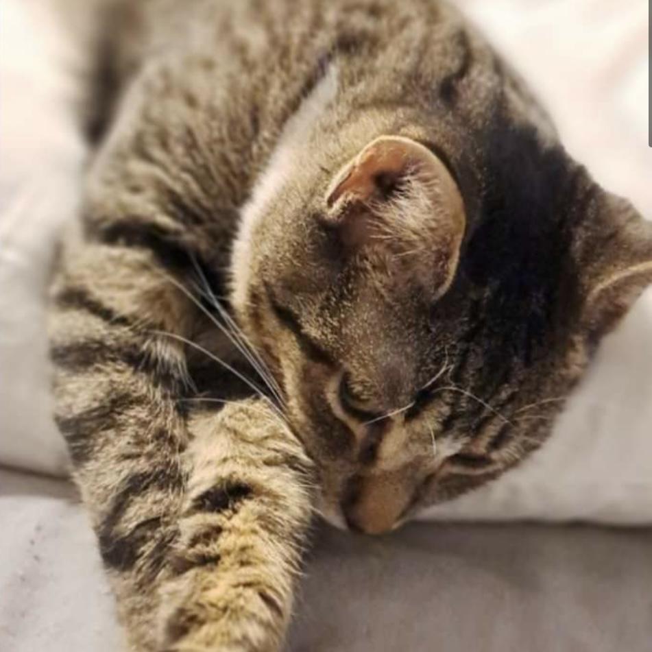 Black, a Adoptable Domestic Short Hair in Lake Geneva, WI image 1/6