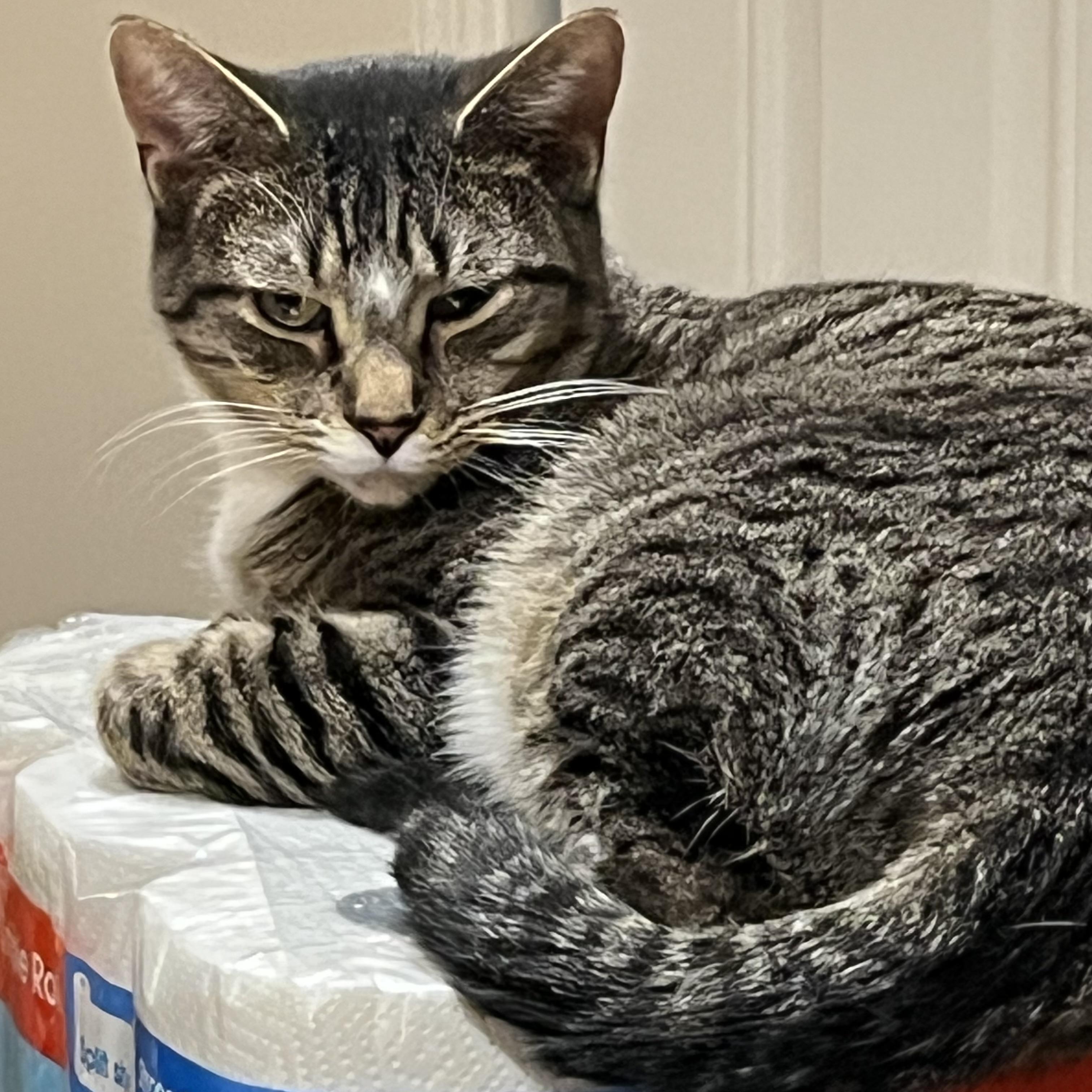 Black, a Adoptable Domestic Short Hair in Lake Geneva, WI image 5/6