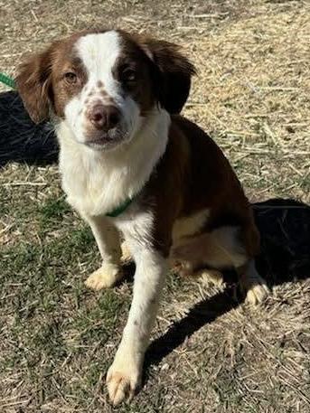 Boone, adopted, Young Male Australian Cattle Dog / Blue Heeler.