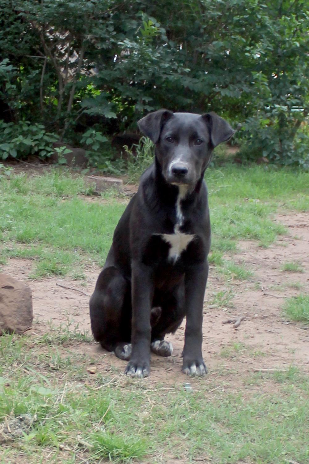 Enlarge Nick, a Adoptable mixed breed in Guthrie, OK image 6/6