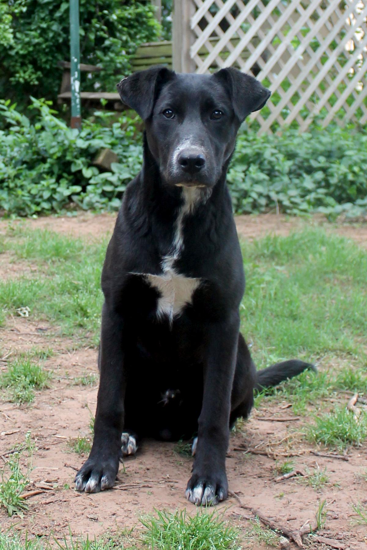 Enlarge Nick, a Adoptable mixed breed in Guthrie, OK image 4/6