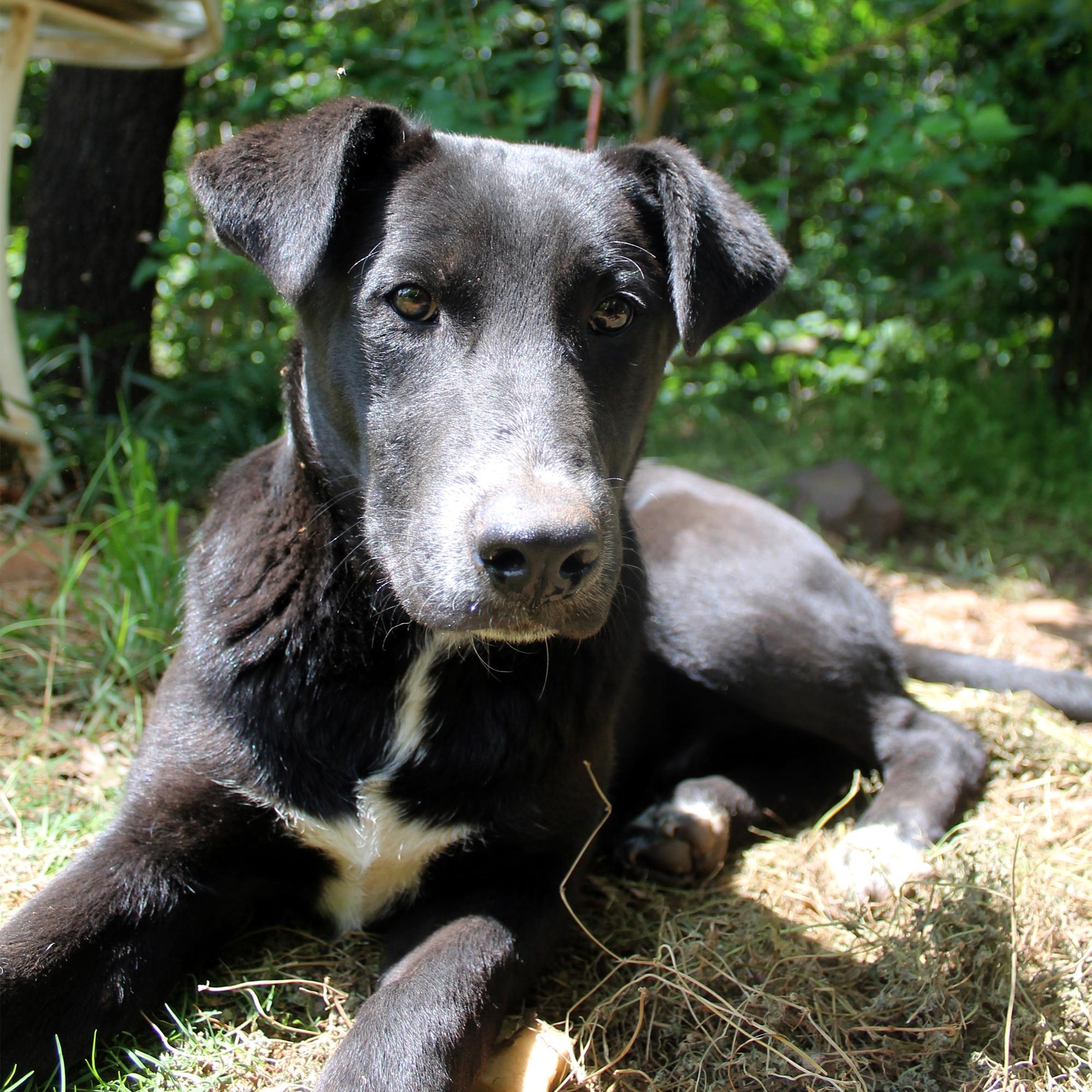 Nick, Adoptable, Young Male Black Labrador Retriever & Border Collie.