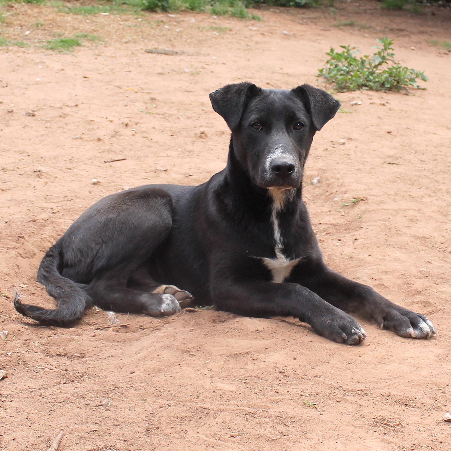 Enlarge Nick, a Adoptable mixed breed in Guthrie, OK image 2/6