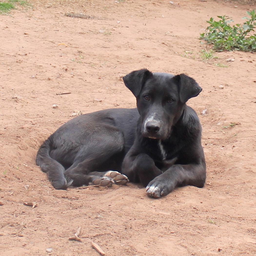 Enlarge Nick, a Adoptable mixed breed in Guthrie, OK image 3/6