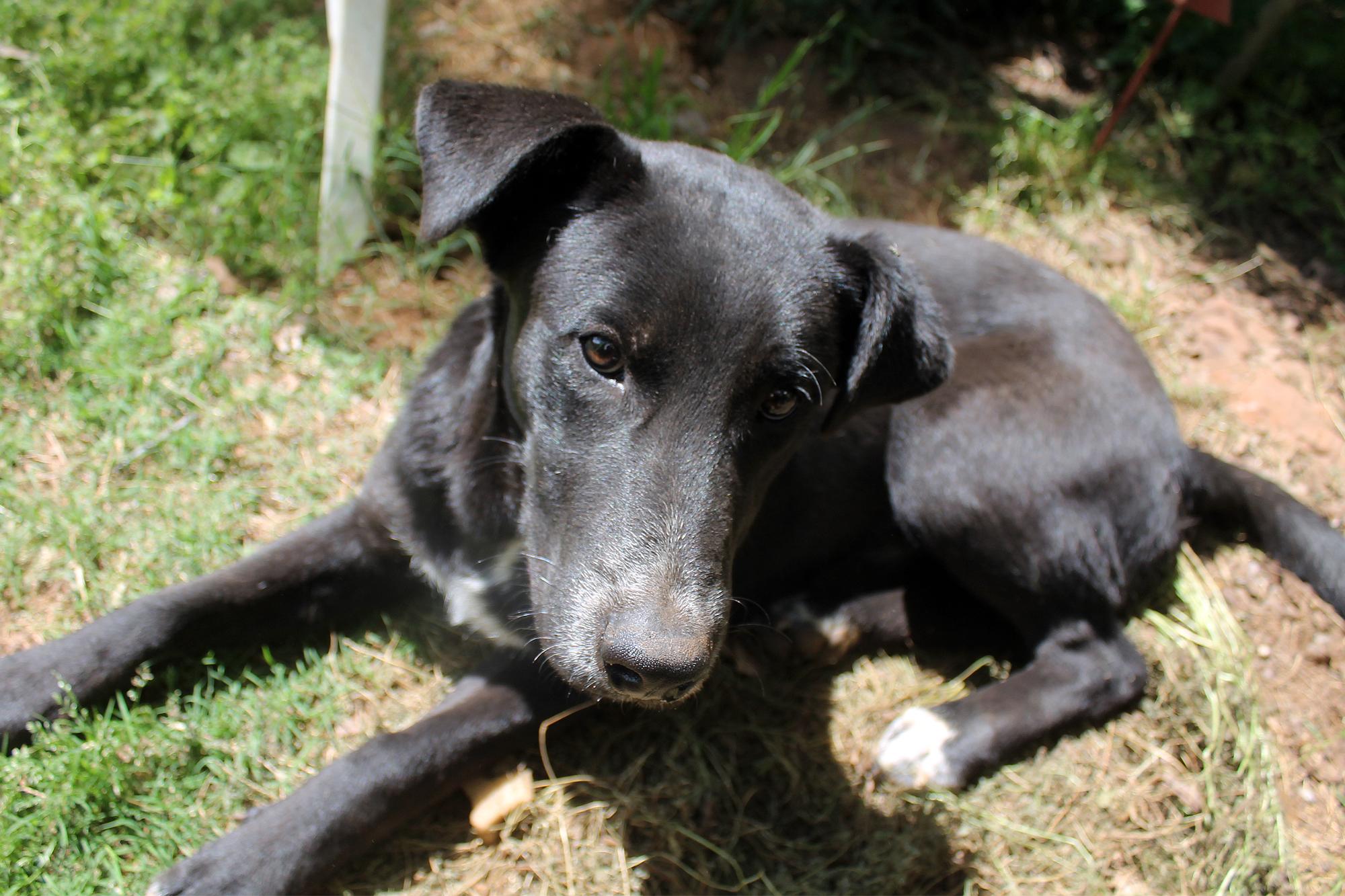 Enlarge Nick, a Adoptable mixed breed in Guthrie, OK image 5/6