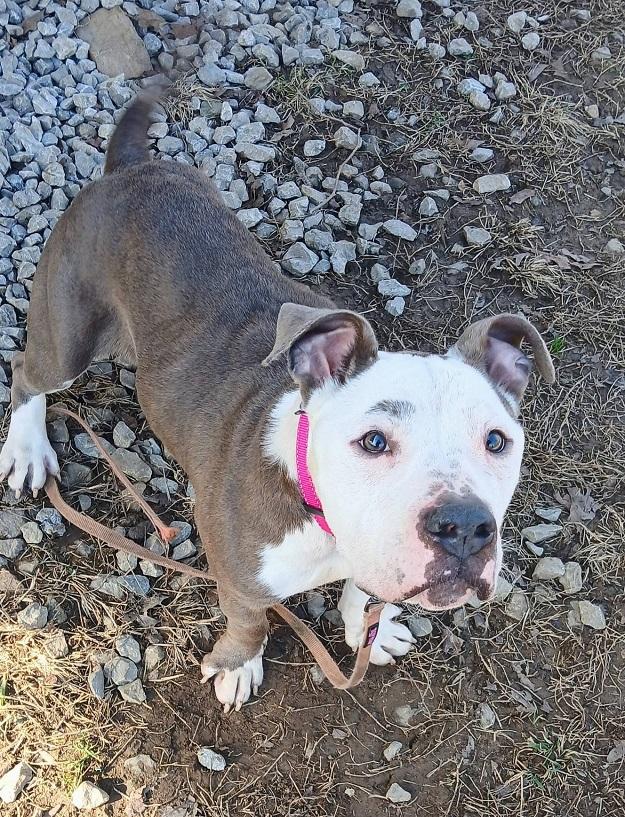 WASILLA, ADOPTABLE, Adult Female Terrier.