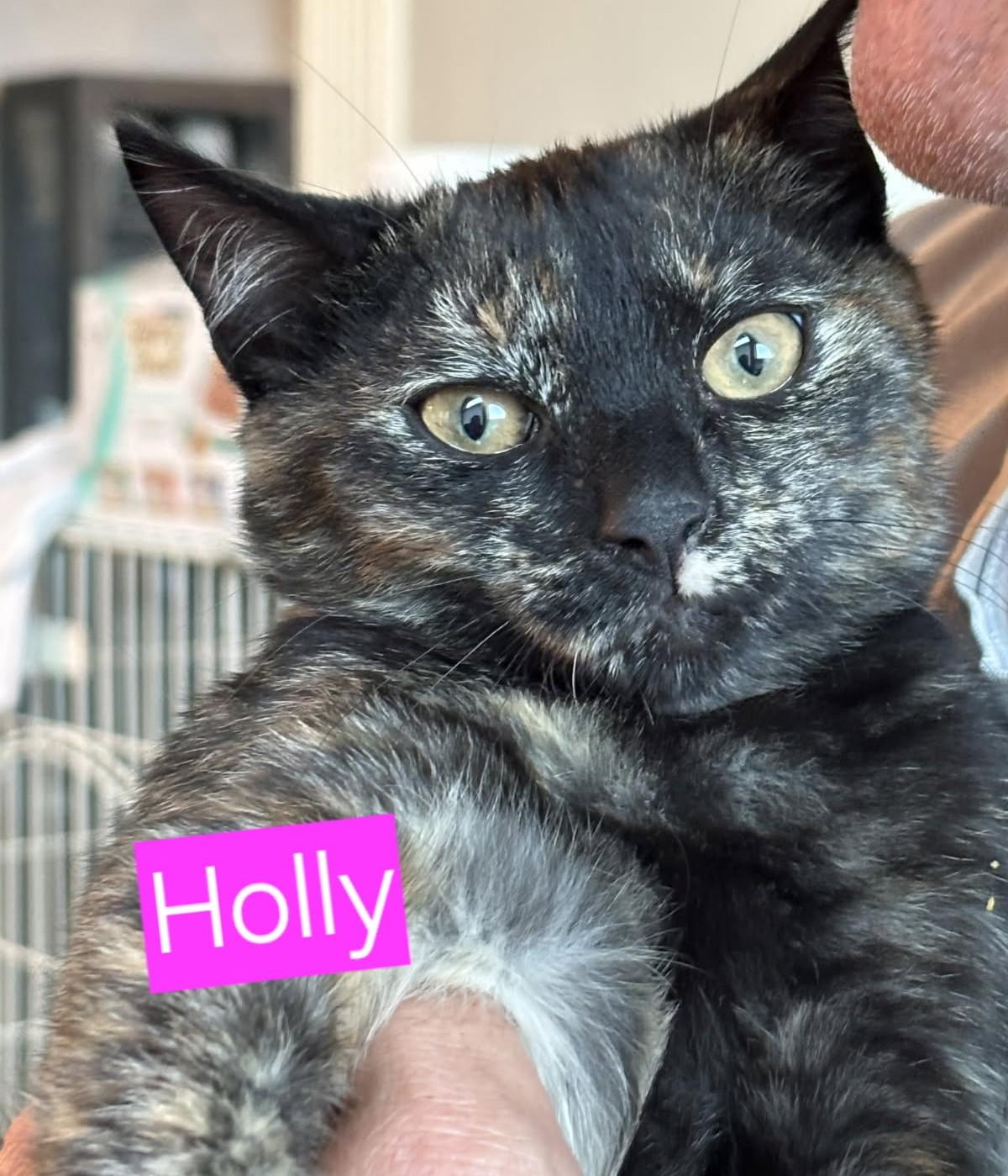 Juliet and Holly - in foster care, lovely female kittens 4 months old 2