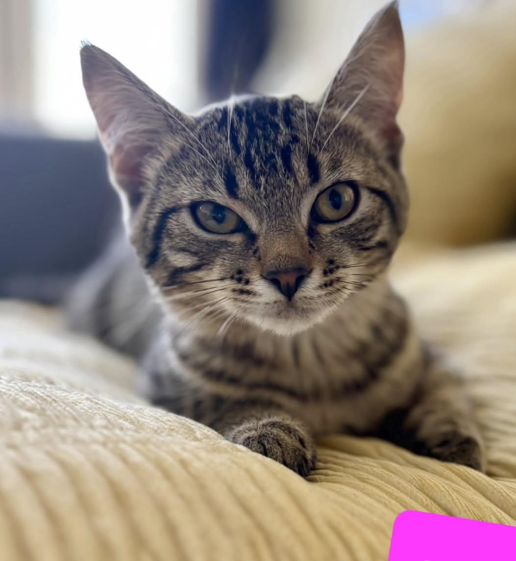 Juliet and Holly - in foster care, lovely female kittens 4 months old