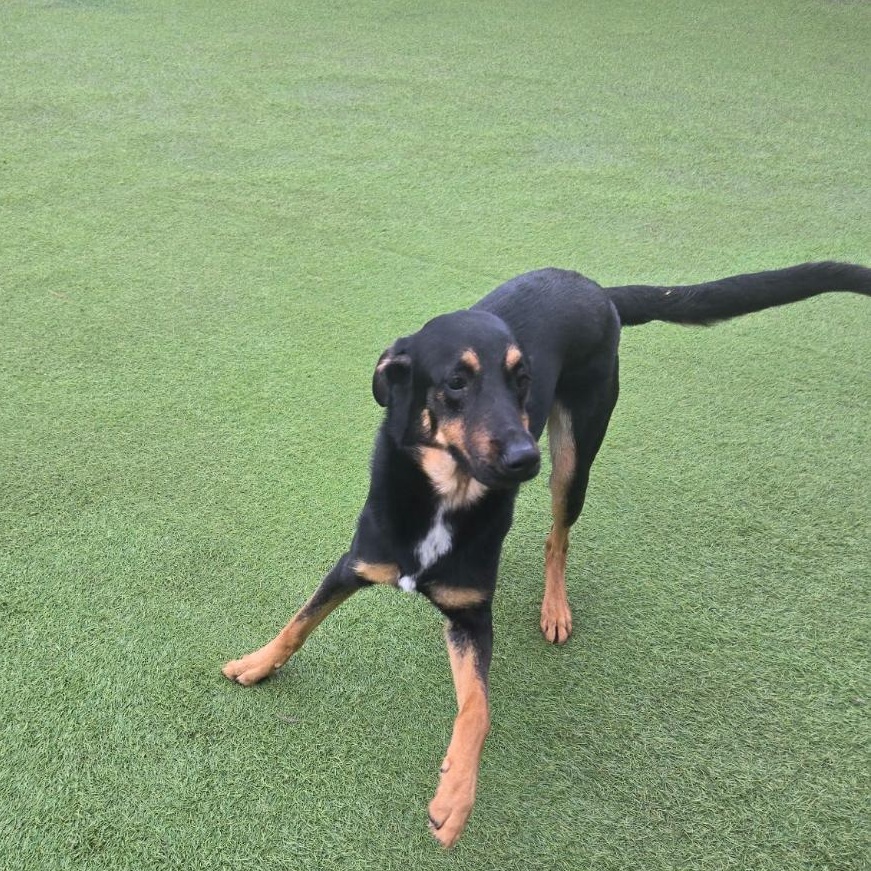 Enlarge Ranger, a ADOPTABLE mixed breed in Houston , TX image 1/3