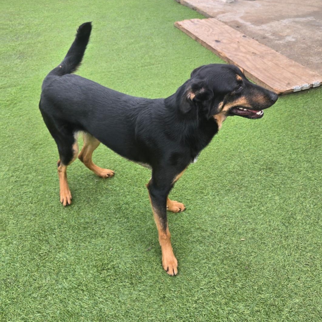 Enlarge Ranger, a ADOPTABLE mixed breed in Houston , TX image 2/3