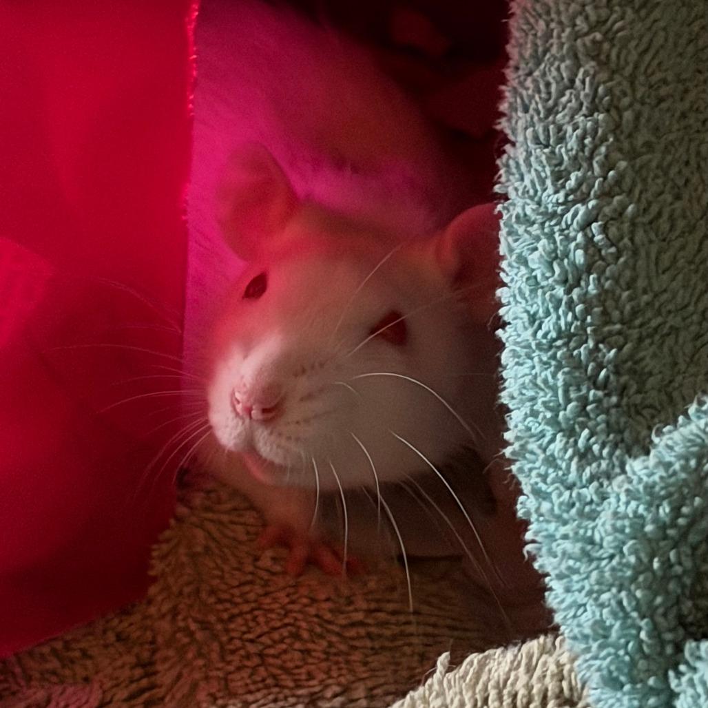 Enlarge Cloud, a Adoptable Rat in Watertown, NY image 2/6