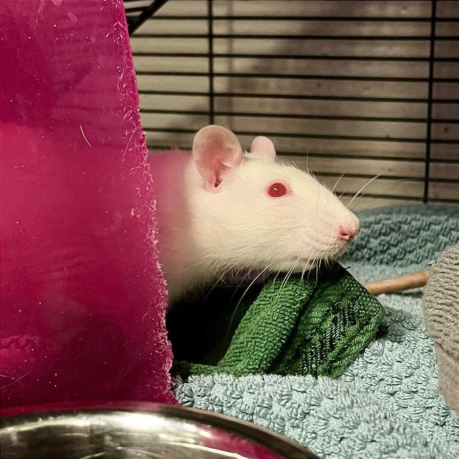 Enlarge Cloud, a Adoptable Rat in Watertown, NY image 3/6