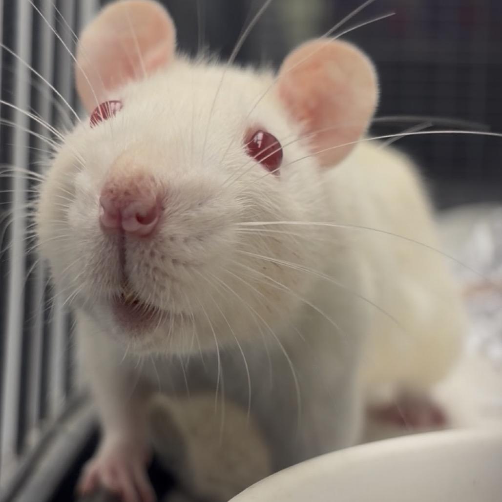 Enlarge Cloud, a Adoptable Rat in Watertown, NY image 6/6
