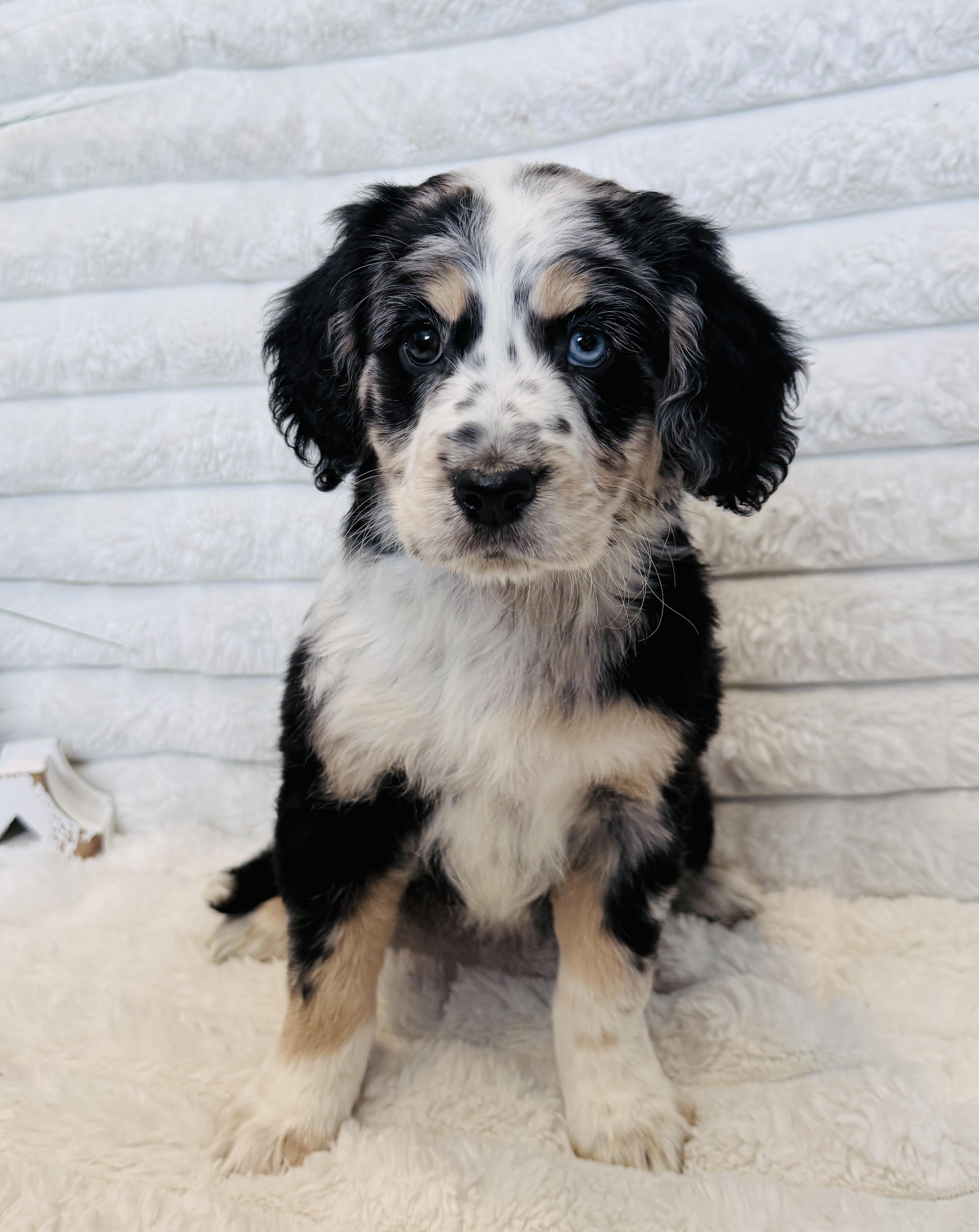 Enlarge Farrah, a ADOPTABLE mixed breed in Hales corners, WI image 3/3