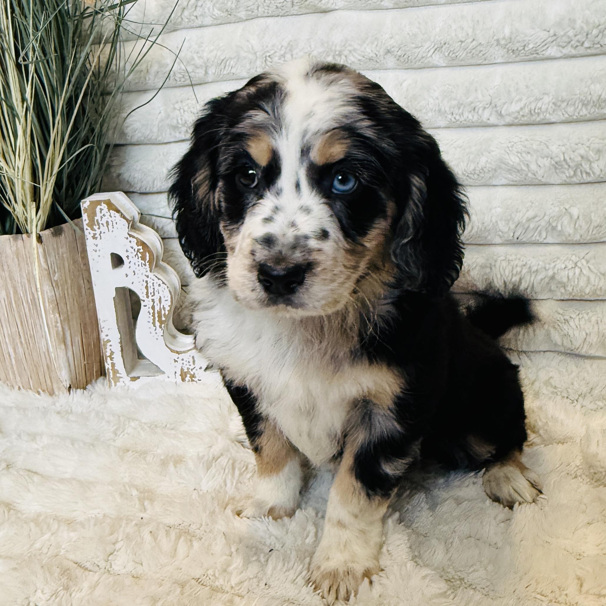 Farrah, ADOPTABLE, Puppy Female Australian Shepherd.