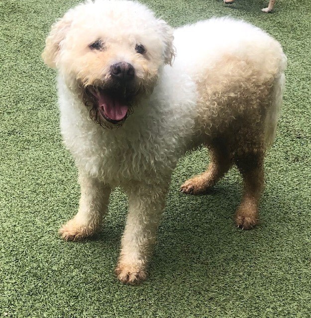 baylee, a Adoptable mixed breed in Houston, TX image 2/4