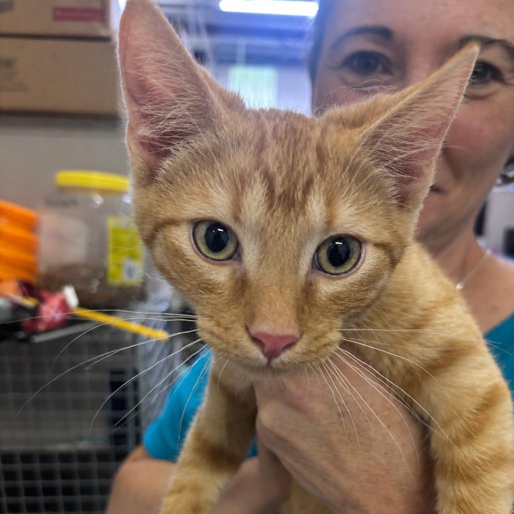 Kovu, Adoptable, Kitten Male Domestic Short Hair.