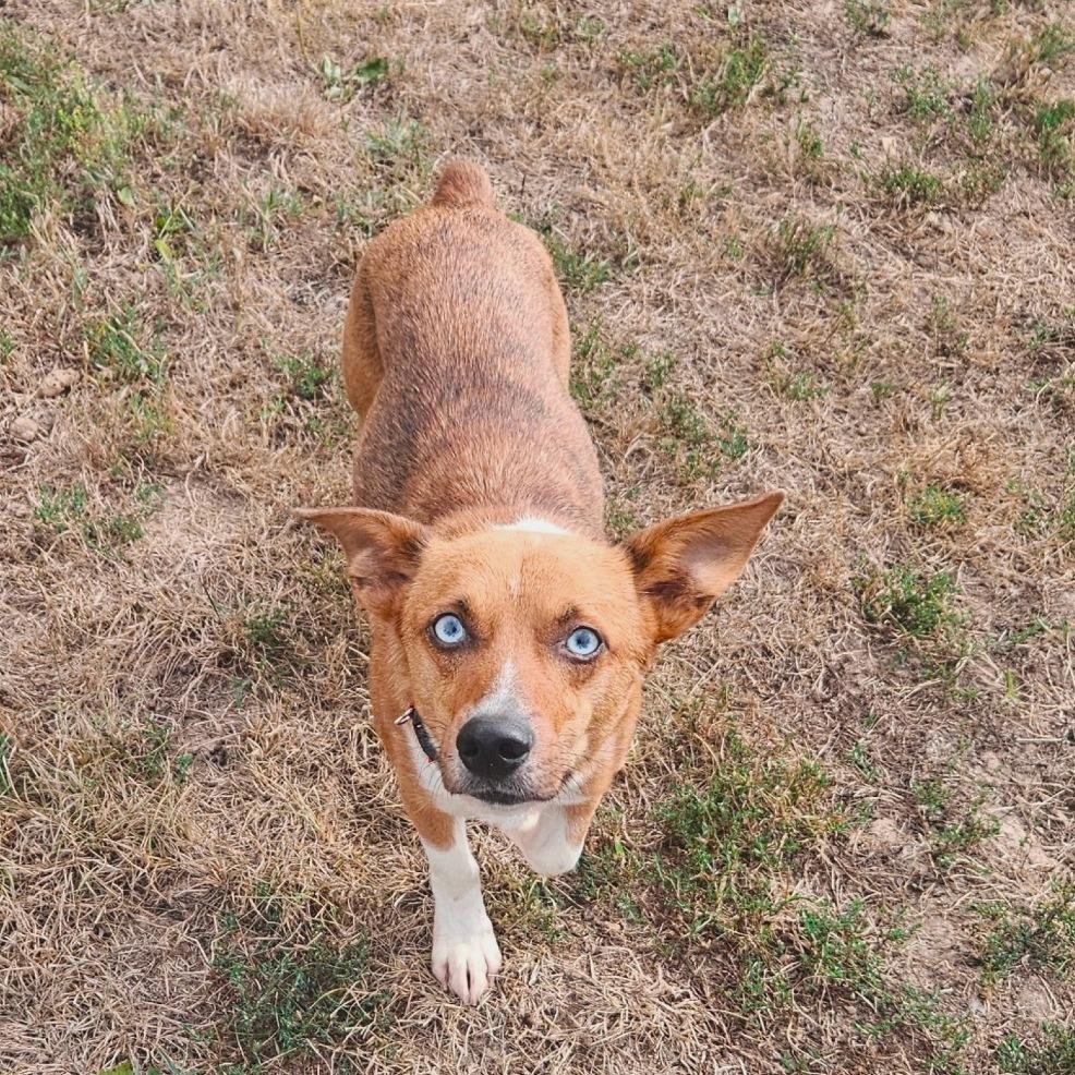 Pixie, Adoptable, Adult Female Corgi & Mixed Breed.
