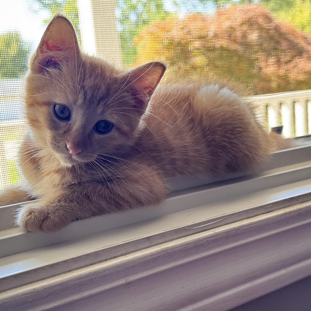 Jones, Adopted, Kitten Male Domestic Medium Hair.