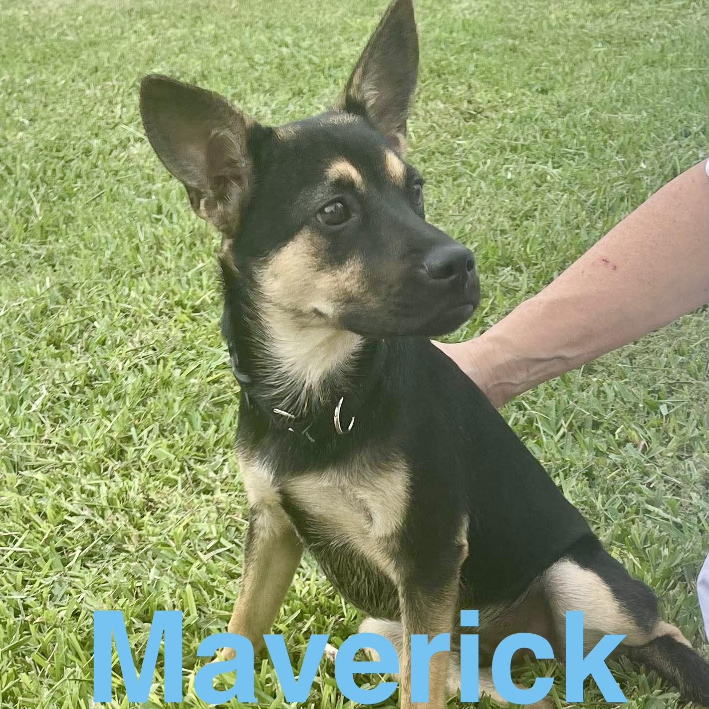 Maverick, a Adoptable mixed breed in Vancouver , WA image 3/6