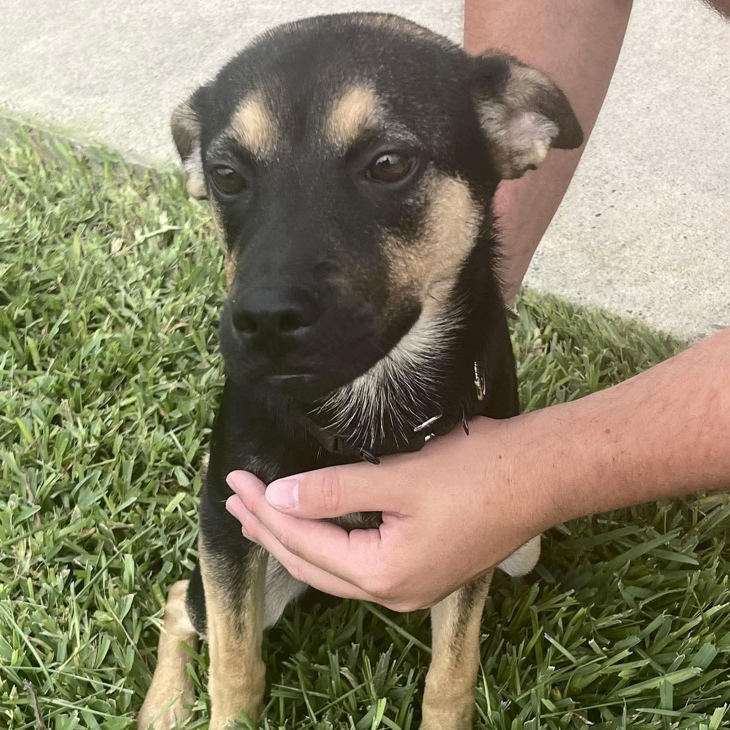 Maverick, a Adoptable mixed breed in Vancouver , WA image 6/6