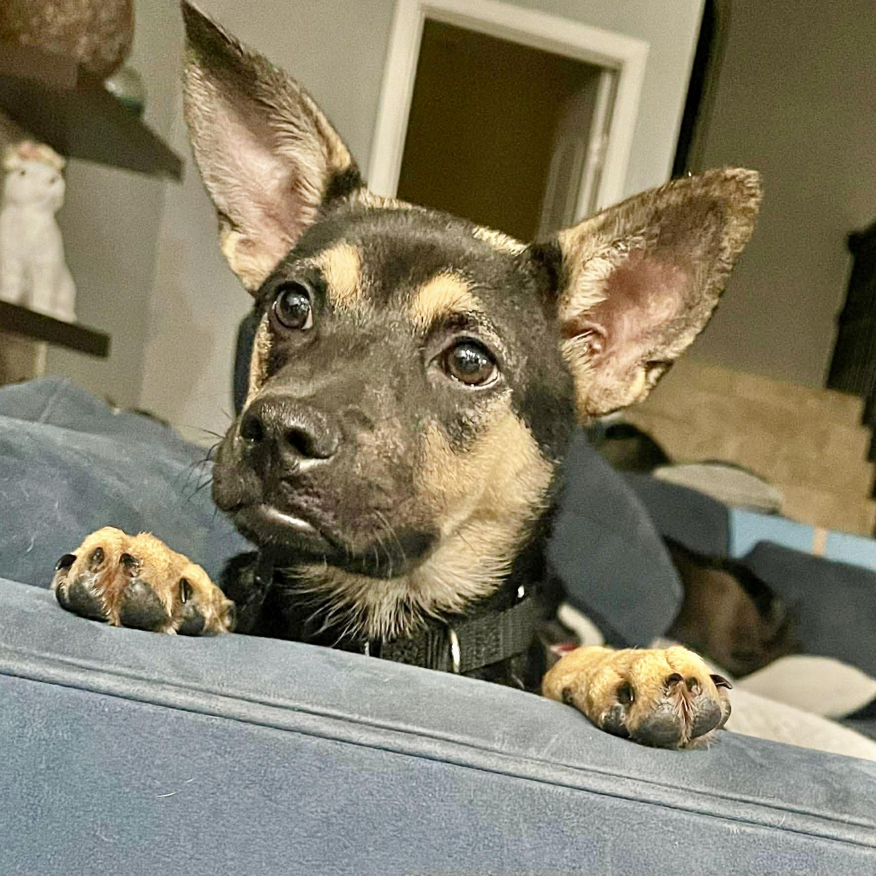 Maverick, a Adoptable mixed breed in Vancouver , WA image 1/6