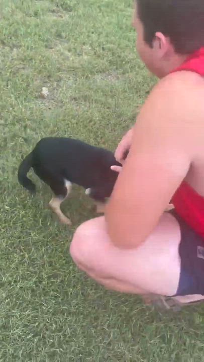 Enlarge Maverick, a Adoptable mixed breed in Vancouver , WA video 2/6