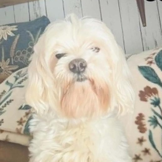 MeeMaw - Foster Needed - photo 2
