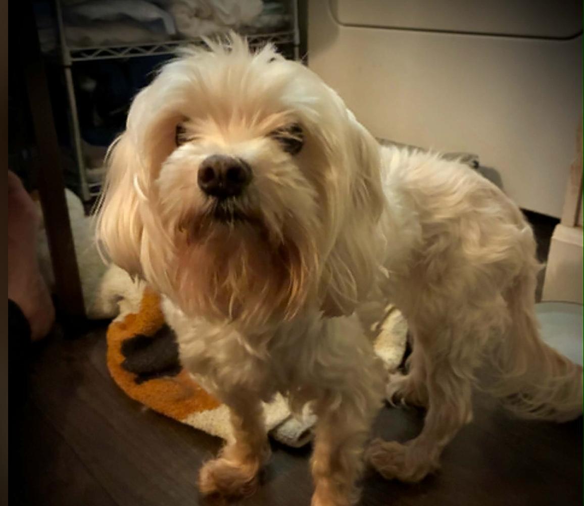 MeeMaw - Foster Needed - photo 3