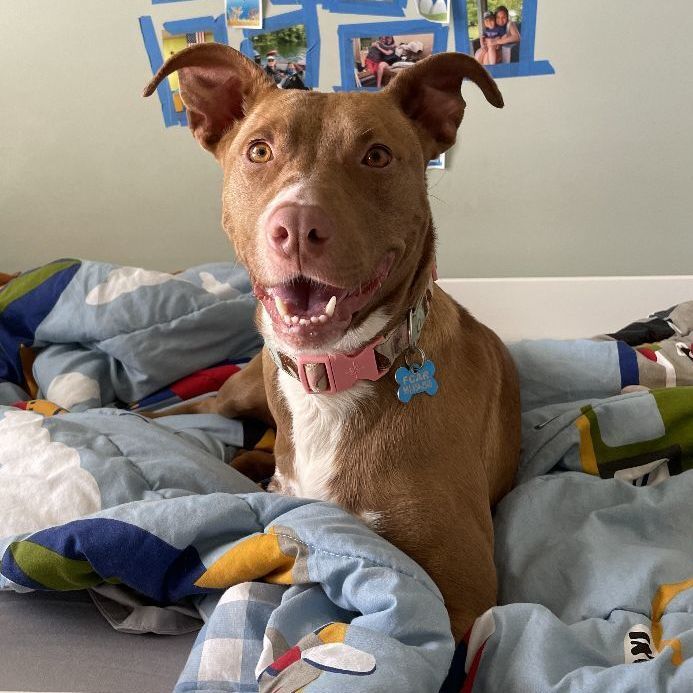Enlarge Artimiss, a Adoptable mixed breed in Boston, MA image 3/6